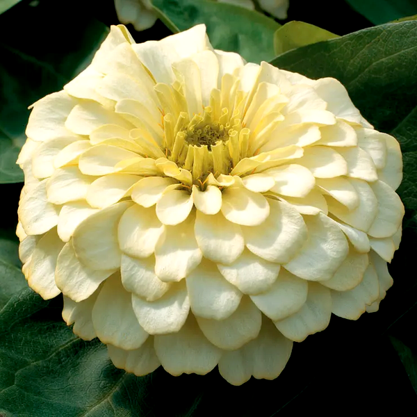 Magellan™ Ivory Zinnia Seeds