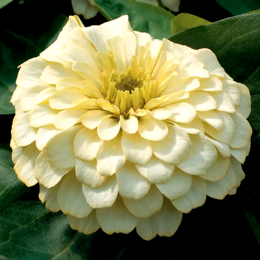 Magellan™ Ivory Zinnia Seeds