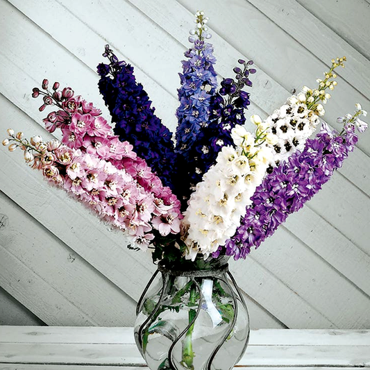 Magic Fountain Mix Delphinium Seeds