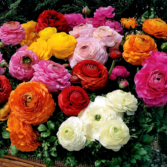 Magic™ Mix Ranunculus Seeds