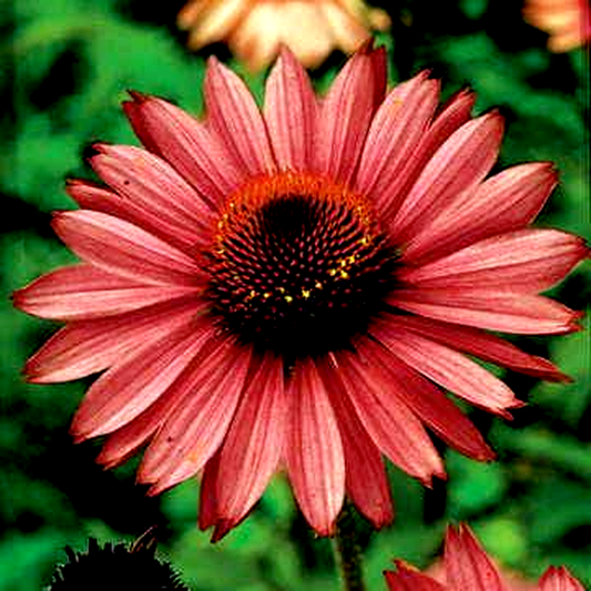 Magnus' Coneflower Seeds