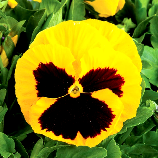 Majestic Giants II Yellow w Blotch Hybrid Pansy Seeds