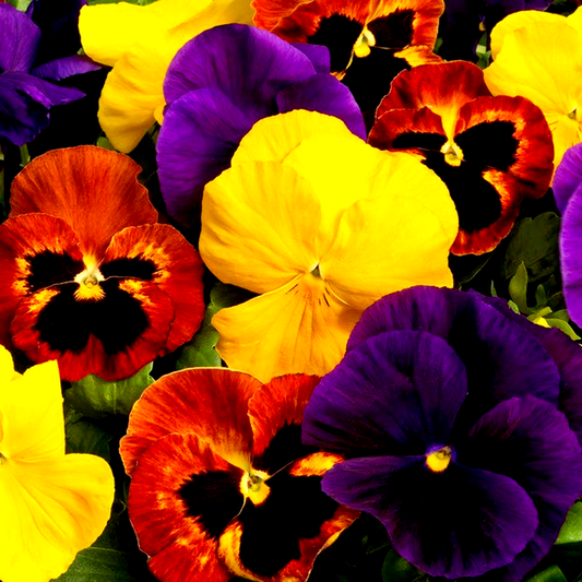 Majestic Giants ll Autumn Mix Pansy Seeds