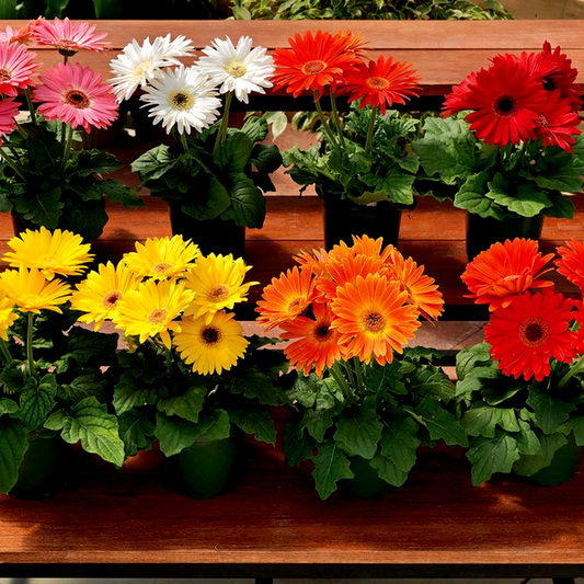 Majorette Hybrids Mix Gerbera Daisy Seeds