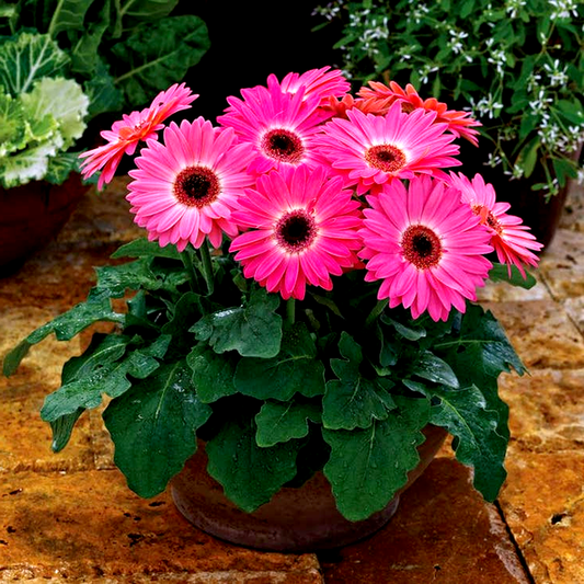 Majorette Pink Halo Gerbera Daisy Seeds