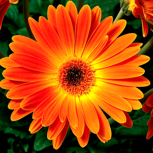 Majorette Sunset Orange Hybrid Gerbera Daisy Seeds
