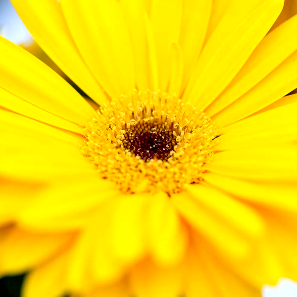 Majorette Yellow Dark Eye Gerbera Seeds