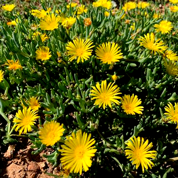 Malephora latipetala