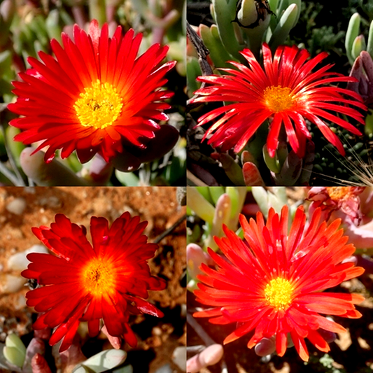 Malephora purpureocrocea