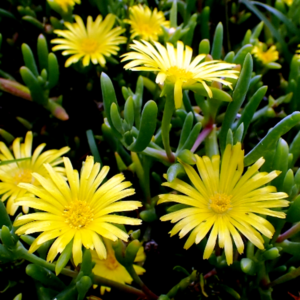 Malephora thunbergii