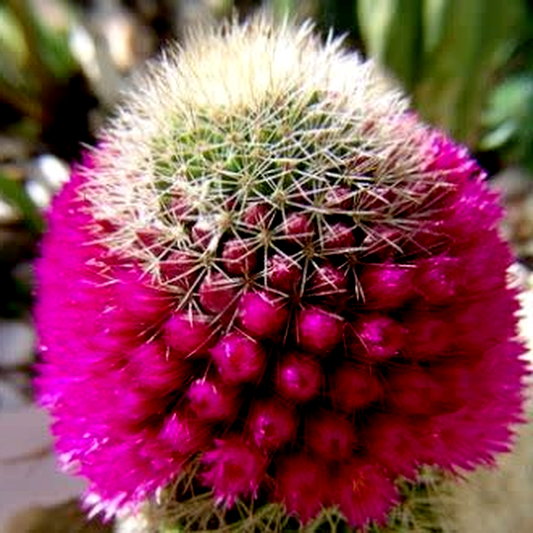 Mammillaria backebergiana