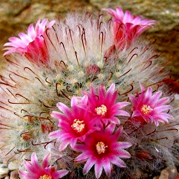 Mammillaria bocasana – Powder Puff Cactus, Snowball Cactus, Fishhooks
