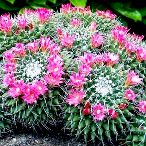 Mammillaria compressa