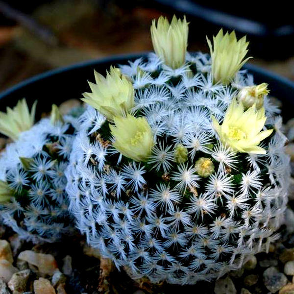 Mammillaria duwei