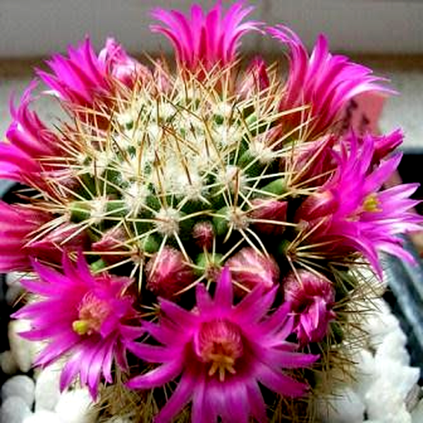 Mammillaria ernestii var. albispinus