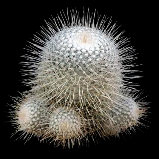 Mammillaria geminispina
