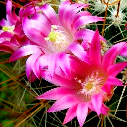 Mammillaria magnifica