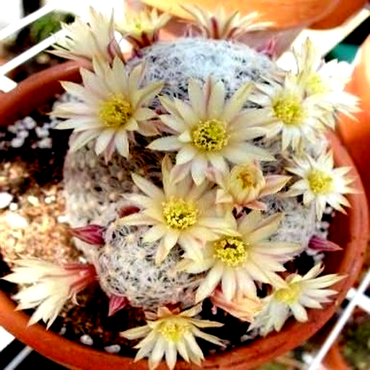 Mammillaria nana