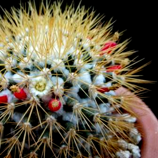 Mammillaria nivosa