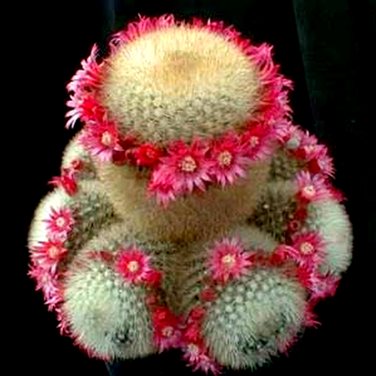 Mammillaria pilcayensis