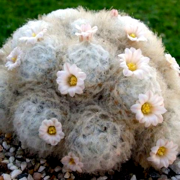 Mammillaria plumosa