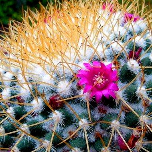 Mammillaria rhodantha