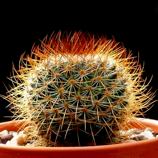 Mammillaria rhodantha var. rubrum