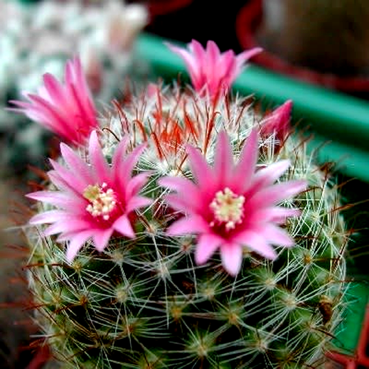 Mammillaria scheidweileriana