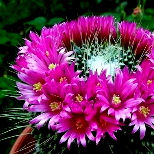 Mammillaria spinosissima