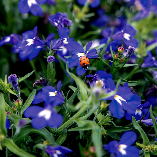 Masterpiece Blue with Eye Lobelia Seeds