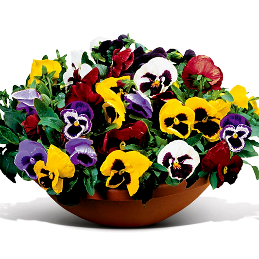 Matrix® Full Mix Hybrid Pansy Seeds