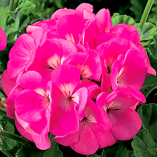 Maverick™ Pink Hybrid Geranium Seeds