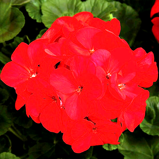 Maverick™ Red Hybrid Geranium Seeds