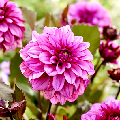 Melissa Anna Marijke