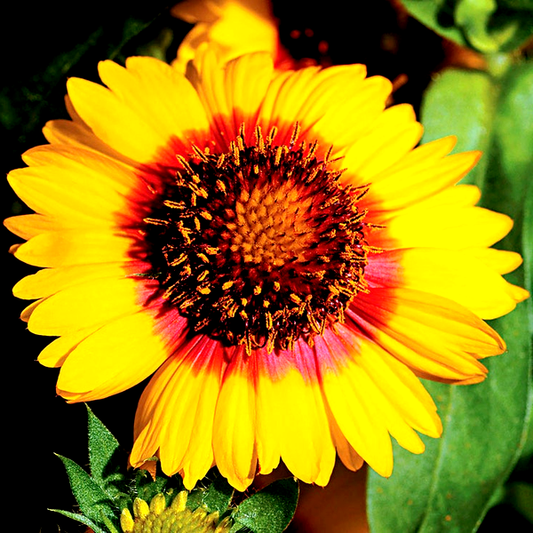 Mesa™ Bright Bicolor Hybrid Blanket Flower Seeds