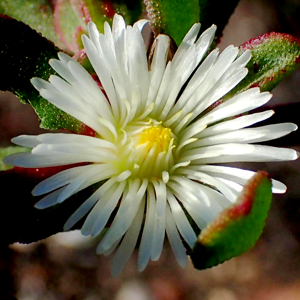 Mesembryanthemum aitonis