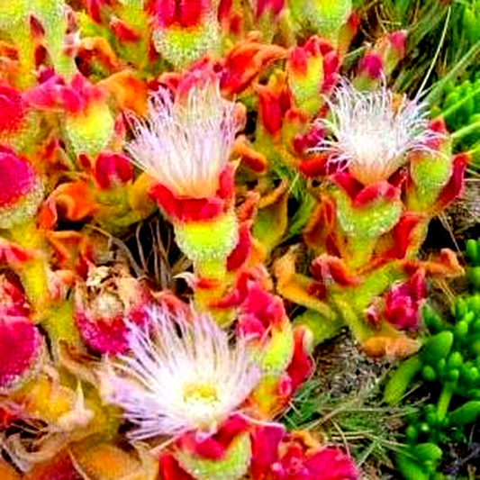 Mesembryanthemum crystallinum