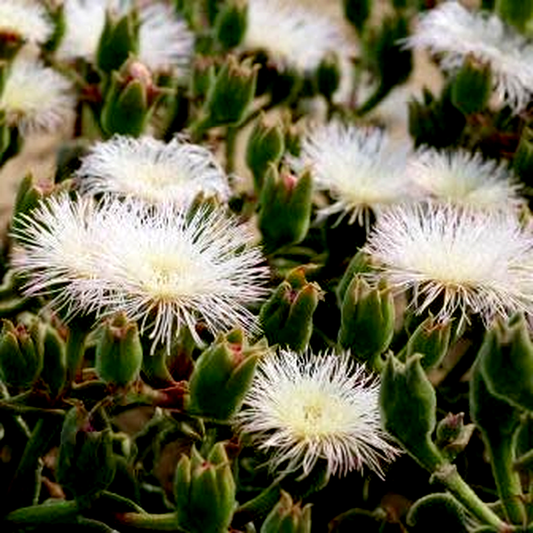 Mesembryanthemum guerichianum