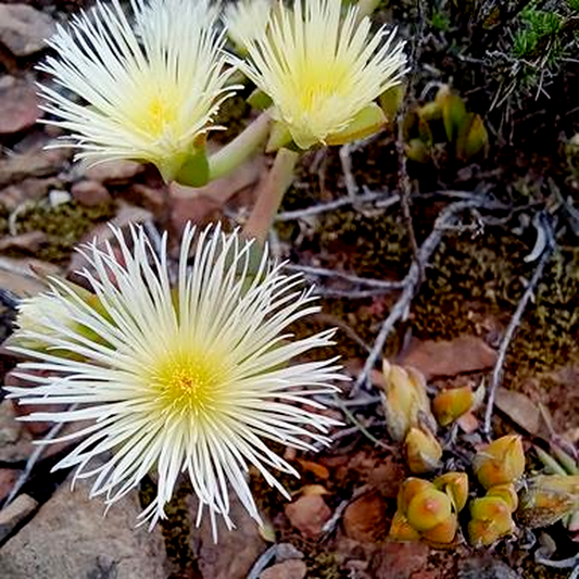 Mesembryanthemum ladismithiense
