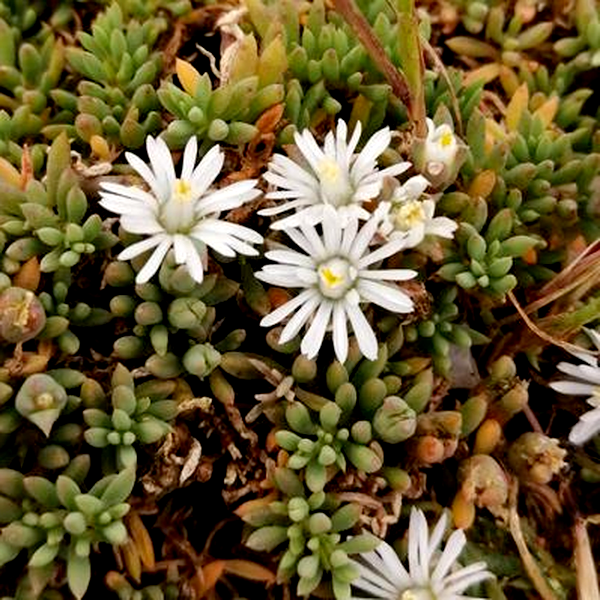 Mesembryanthemum parviflorum