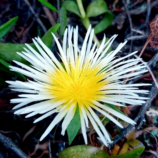 Mesembryanthemum varians