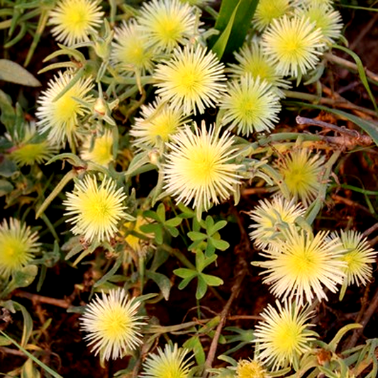 Mesembryanthemum viridiflorum