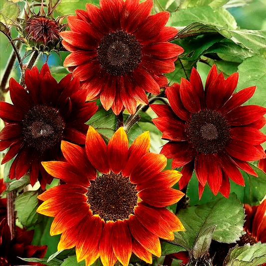 Midnight Rouge' Sunflower Seeds