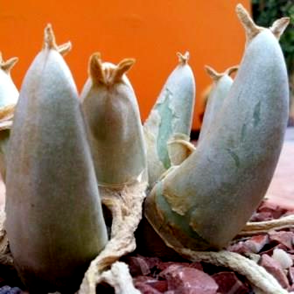 Mitrophyllum mitratum