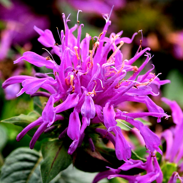Monarda Balmy™ Lilac Bee Balm