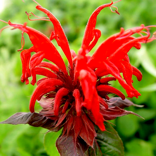Monarda 'Jacob Cline'