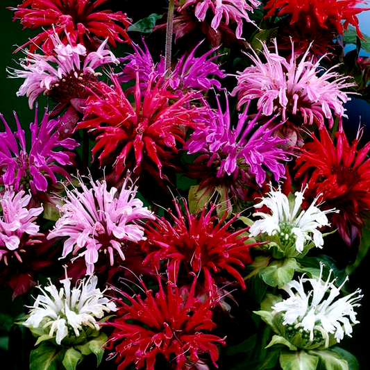 Monarda Mix Bee Balm