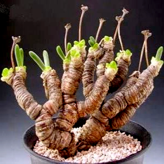 Monilaria moniliformis