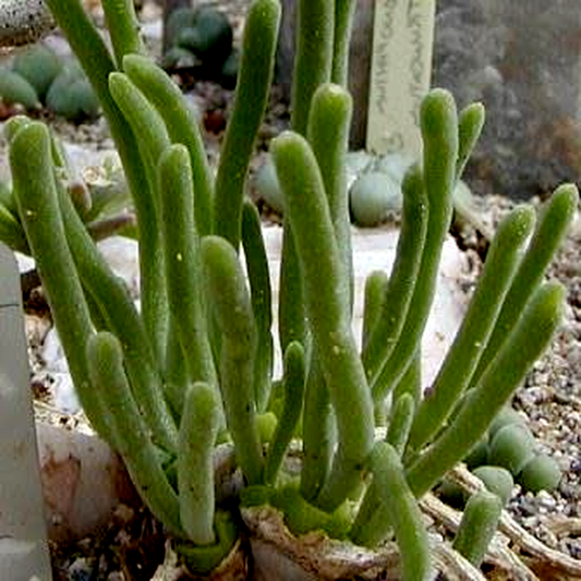 Monilaria pisiformis