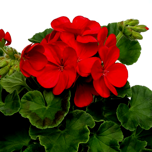 Multibloom™ Red Hybrid Geranium Seeds